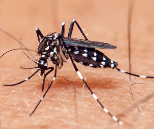 Pesquisa mostra que vírus da Zika em adultos pode causar problemas motores e de memória