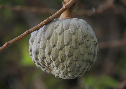 Conheça os poderosos benefícios do biribá