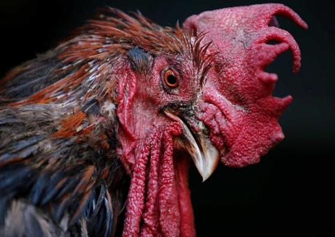 Galo acusado de cacarejar cedo demais vence processo contra vizinhos