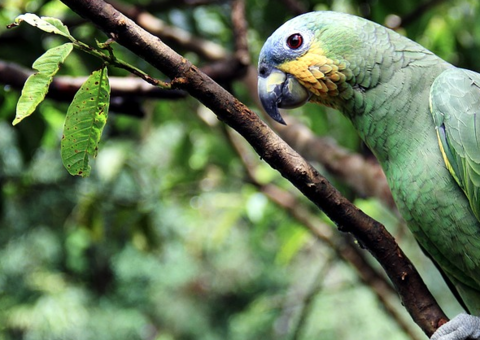 Acordo destina R$ 1 bilhão do fundo da Petrobras para Floresta Amazônica