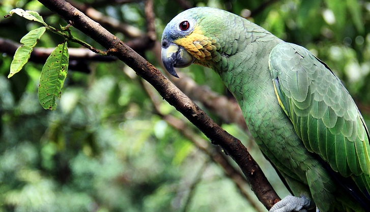 Acordo destina R$ 1 bilhão do fundo da Petrobras para Floresta Amazônica