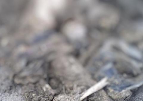 Brincando, cão encontra três ossadas humanas enterradas em quintal no Amazonas