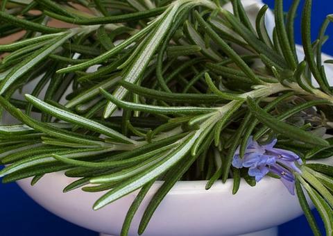 Alecrim é poderoso antioxidante; conheça mais benefícios