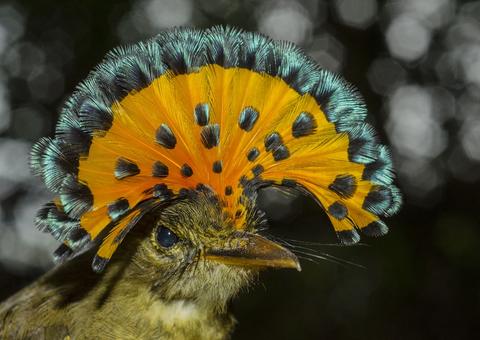 Teatro Amazonas exibe documentário sobre Amazônia no próximo dia 11
