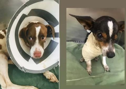 Homem é preso suspeito de tentar matar cães com carrapaticida