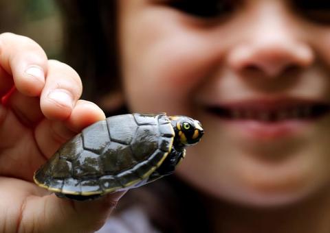 Mais de 300 mil filhotes de quelônios são devolvidos à natureza no Amazonas