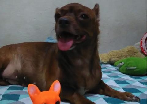 Procura-se Sofia: Família oferece recompensa para encontrar sua pet