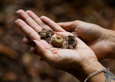 Novas espécies de cogumelos são descobertas por pesquisadores do Amazonas