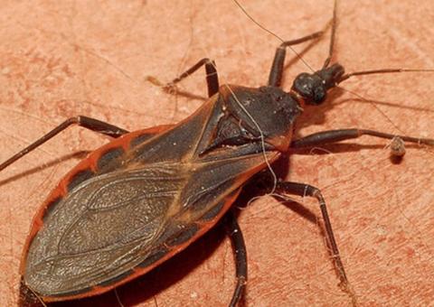 Dez casos da doença de chagas são confirmados no Amazonas 