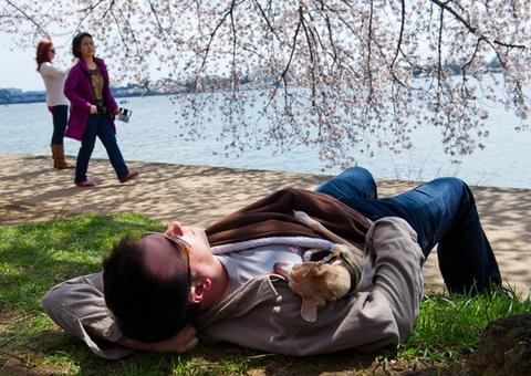Soneca até 2 vezes por semana reduz risco de infarto, diz estudo