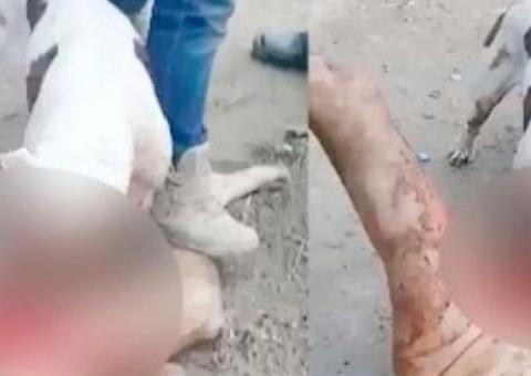 Vídeo: Justiceiros fazem pitbull arrancar pênis de homem acusado de estupro