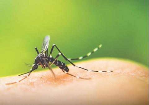 Casos de dengue crescem 7 vezes neste ano e passam de 1,4 milhão 