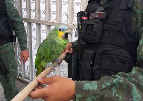 Papagaio ferido é resgatado em bairro de Manaus 