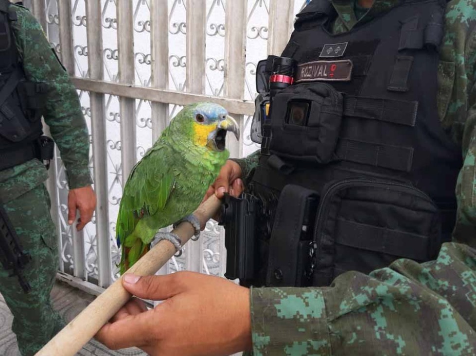 Papagaio ferido é resgatado em bairro de Manaus 