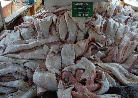 Mais de 4 toneladas de pirarucu ilegal são apreendidos em feira de Manaus