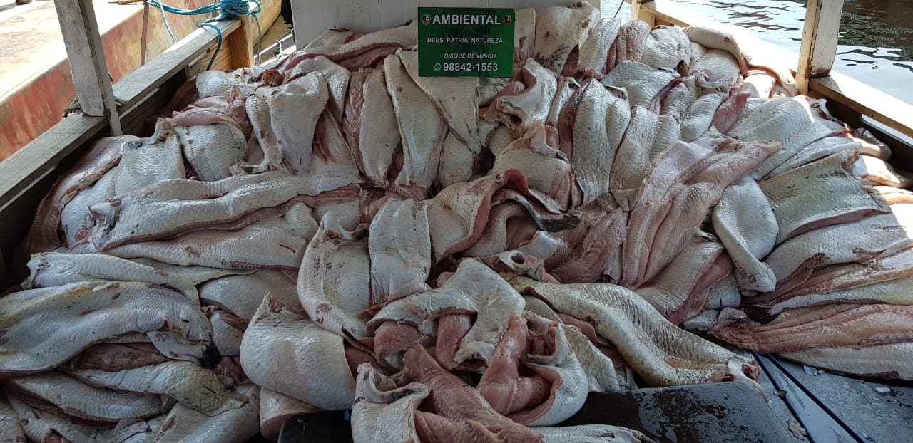 Mais de 4 toneladas de pirarucu ilegal são apreendidos em feira de Manaus