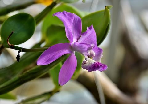 Feira de Flores de Holambra vai colorir Praça da Saudade em Manaus