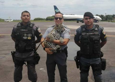 Polícia resgata filhote de onça-pintada no Amazonas