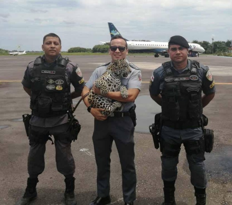 Polícia resgata filhote de onça-pintada no Amazonas