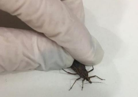 Seis novos casos de doença de chagas são registrados no Amazonas