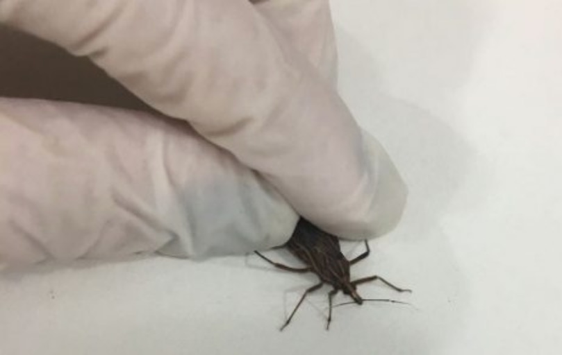 Seis novos casos de doença de chagas são registrados no Amazonas