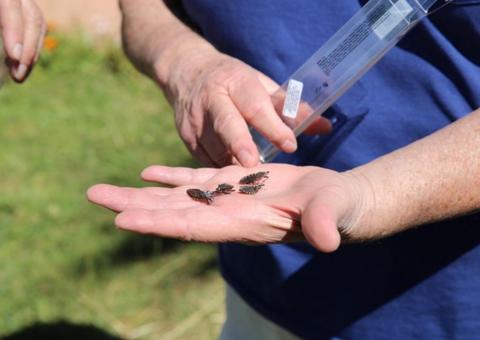 Dez casos de doença de chagas foram confirmados em Barreirinha, no Amazonas