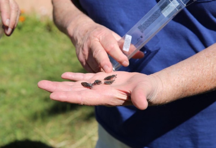Dez casos de doença de chagas foram confirmados em Barreirinha, no Amazonas
