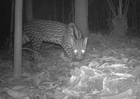 Monitoramento ajuda a proteger mamíferos ameaçados de extinção em Manaus 