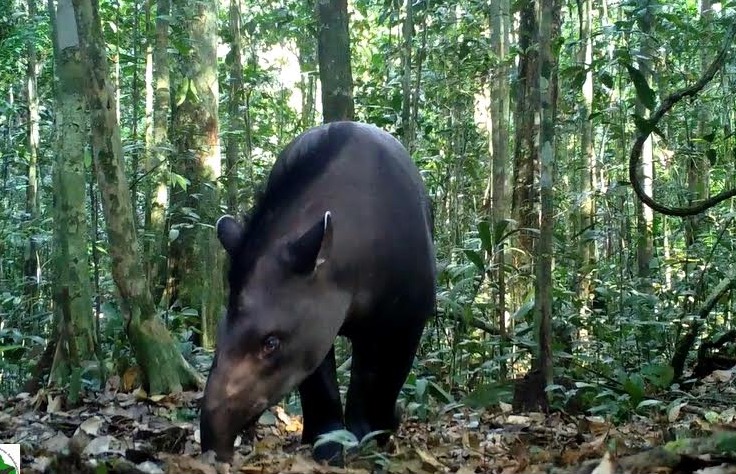 Monitoramento ajuda a proteger mamíferos ameaçados de extinção em Manaus 