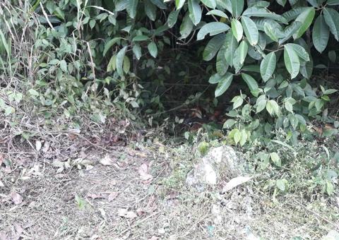 Enrolado em fios, homem é encontrado com sinais de tortura em ramal de Manaus