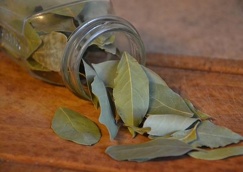 Folha de Louro é muito mais que um tempero para o feijão 