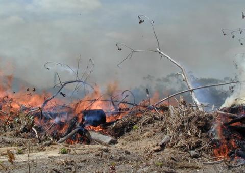 Em oito meses, 51 inquéritos foram abertos para apurar crimes ambientais no Amazonas