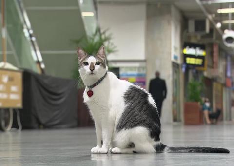 Gato ganha na Justiça o direito de circular por galeria de Copacabana