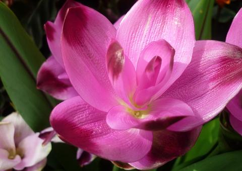 Feira de Flores de Holambra começou hoje em Manaus 