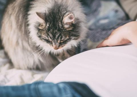 Mito ou verdade: Grávidas devem evitar gatos?