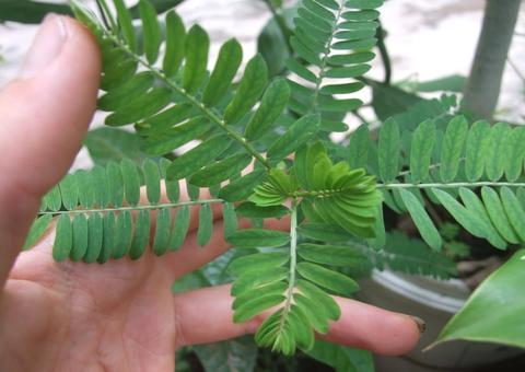 Chá de Quebra Pedra promove limpeza nos rins; saiba mais