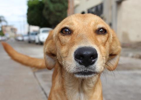Câmara quer penas maiores para quem maltratar animais