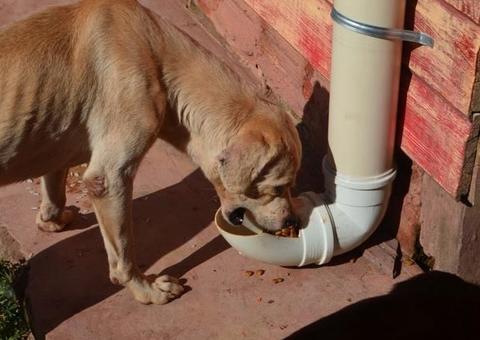 Sancionada Lei que assegura fornecimento de alimento e água a animais de rua no Amazonas