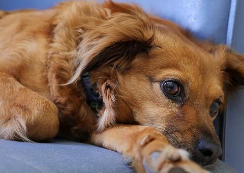 Proibição de uso e comércio de coleiras de choque para animais é aprovada em comissão