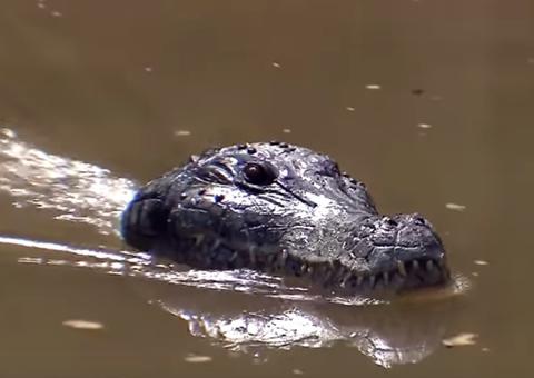 Jacaré assassino assusta banhistas na Pegadinha do Silvio Santos