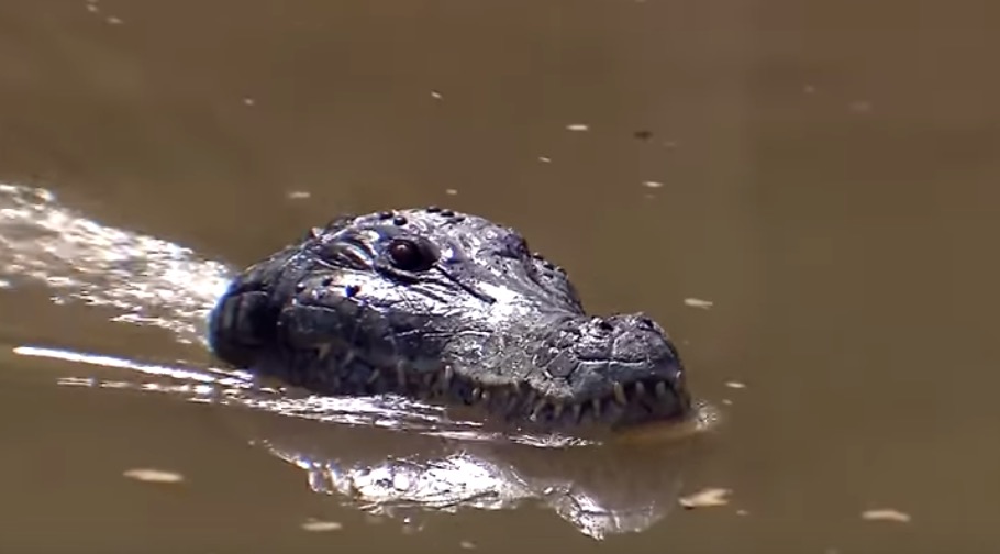 Jacaré assassino assusta banhistas na Pegadinha do Silvio Santos