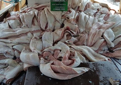 Apreensão de pescado ilegal cresce 860% no Amazonas em 2019