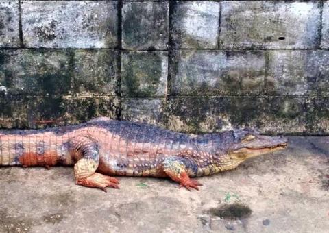 Jacaré é encontrado por populares debaixo de carro em Manaus 