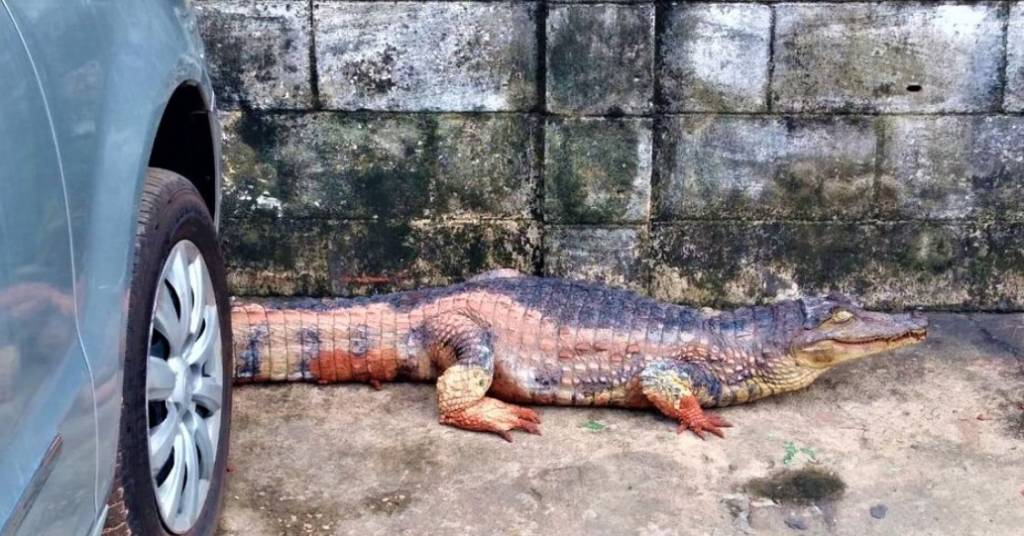 Jacaré é encontrado por populares debaixo de carro em Manaus 