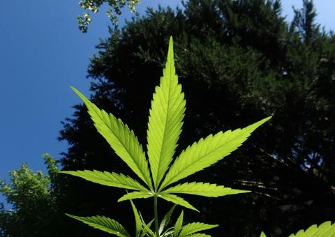 Senado acata sugestão popular que libera uso medicinal da maconha