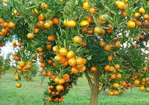 Praga em laranjais leva Adaf a emitir alerta no Amazonas