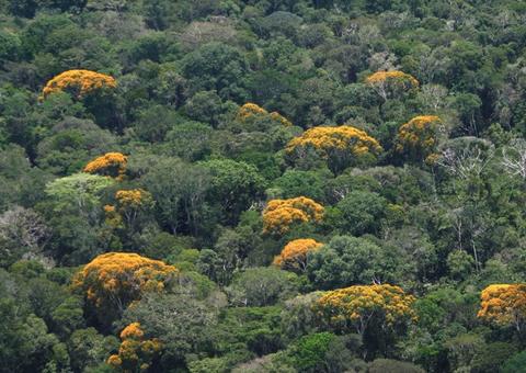 Número de queimadas no Amazonas diminui 39% em setembro