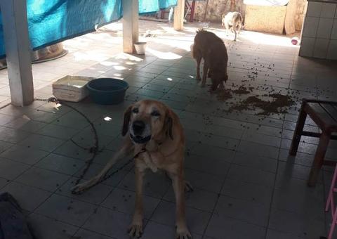 Homem é multado em R$ 5 mil por abandonar 5 cães após se mudar