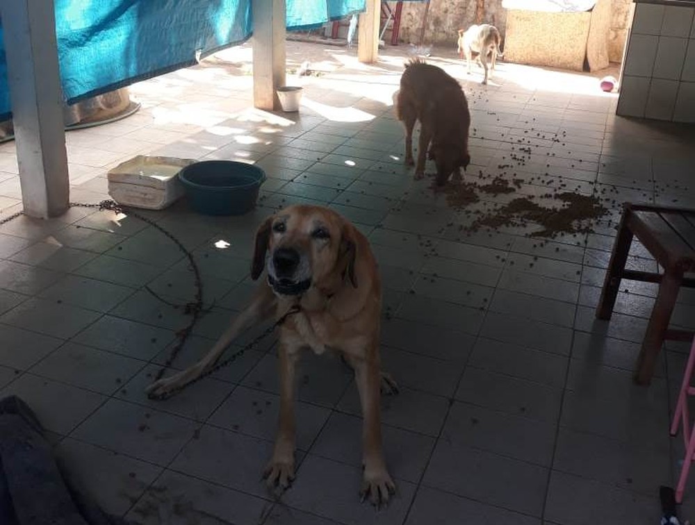 Homem é multado em R$ 5 mil por abandonar 5 cães após se mudar