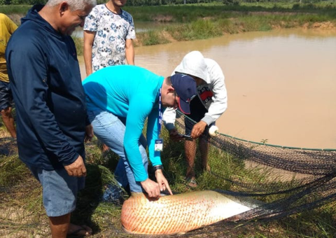 Pirarucu de manejo tem novo preço autorizado pela Conab no Amazonas